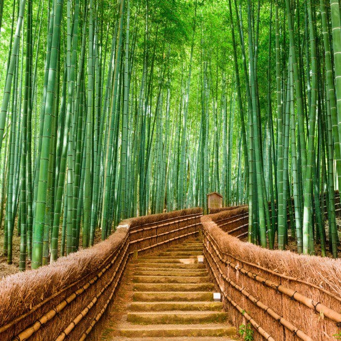 Bamboo Forest, Japan
