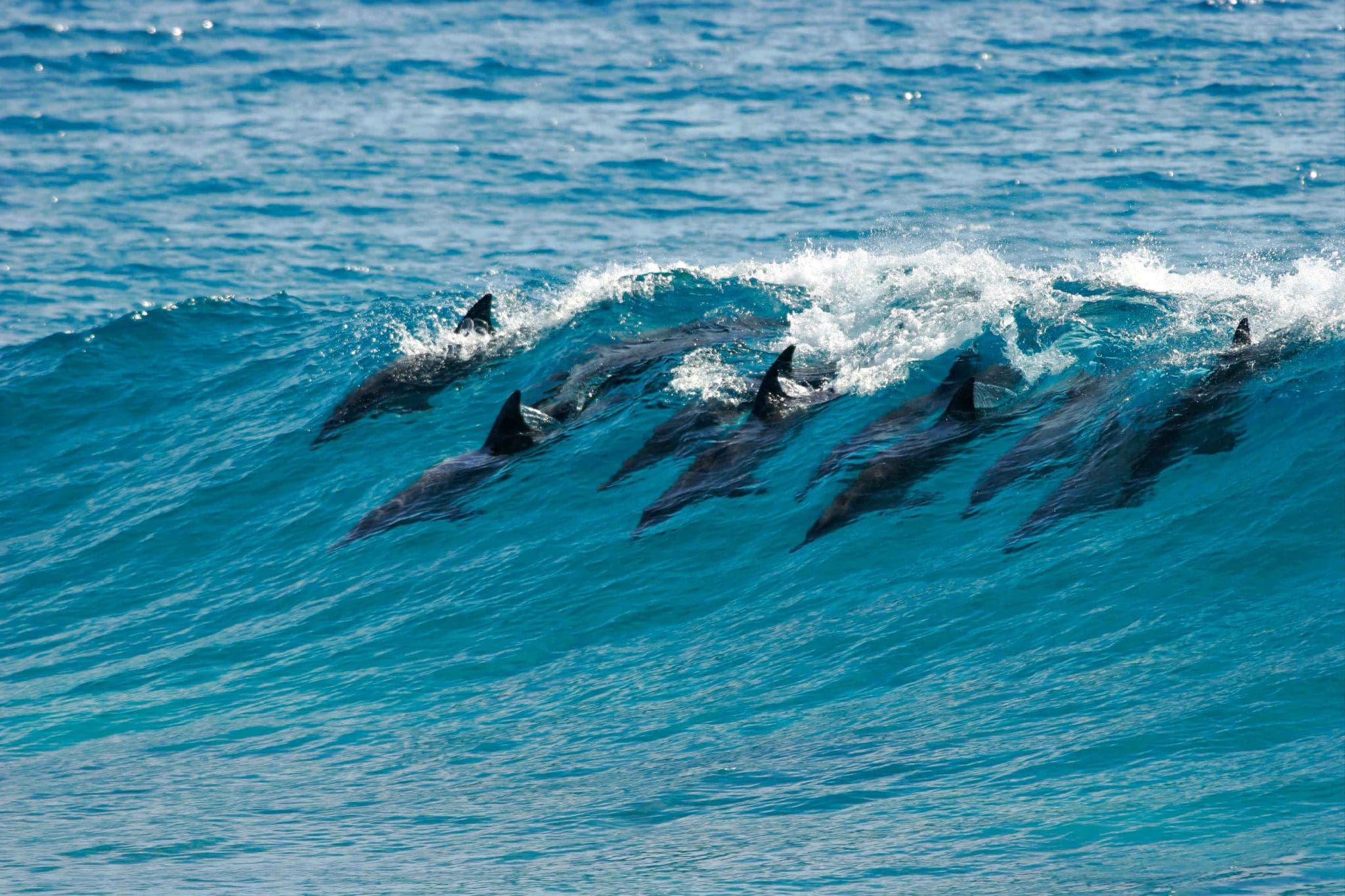 Dolphin Pod, Mozambique