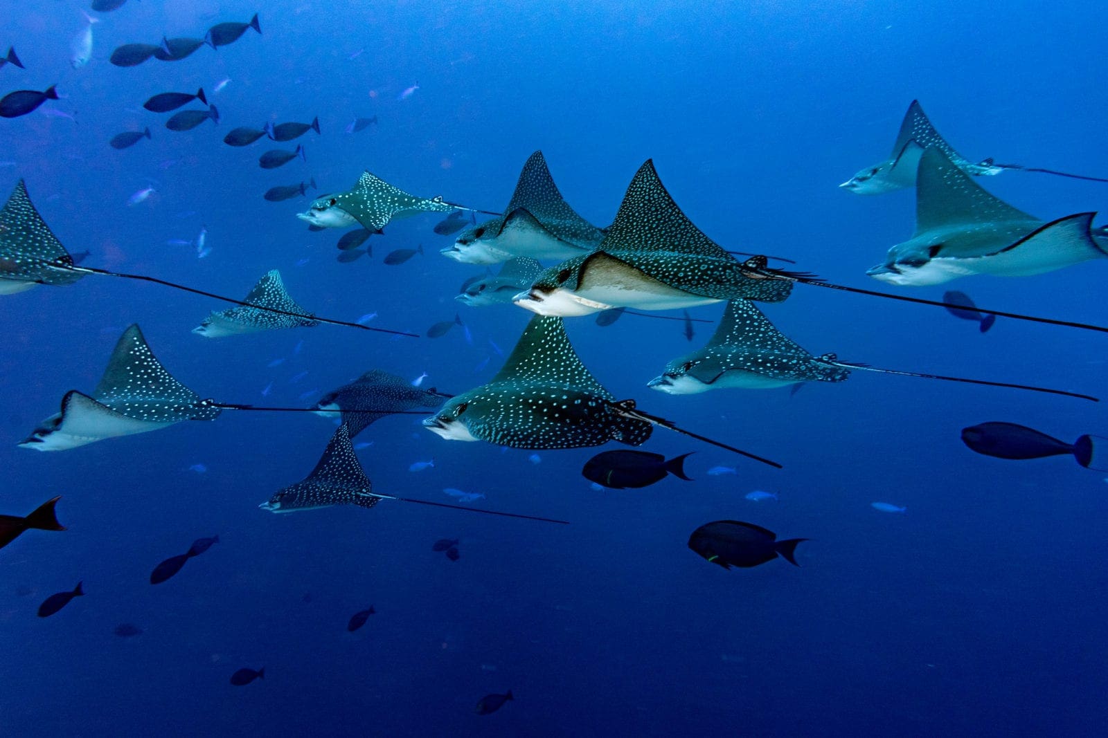 Spotting Eagle rays whilst diving in the Maldives