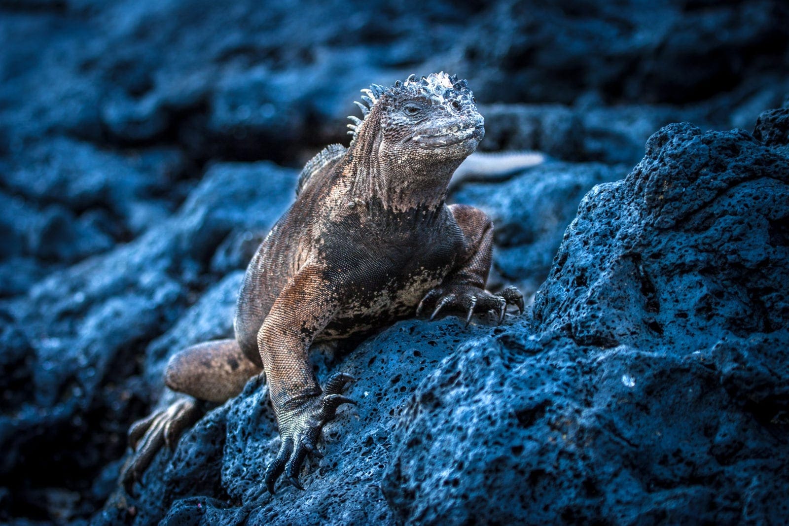 Holidays to Galapagos