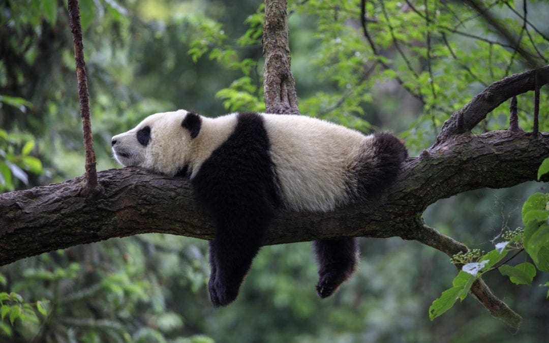 Chengdu