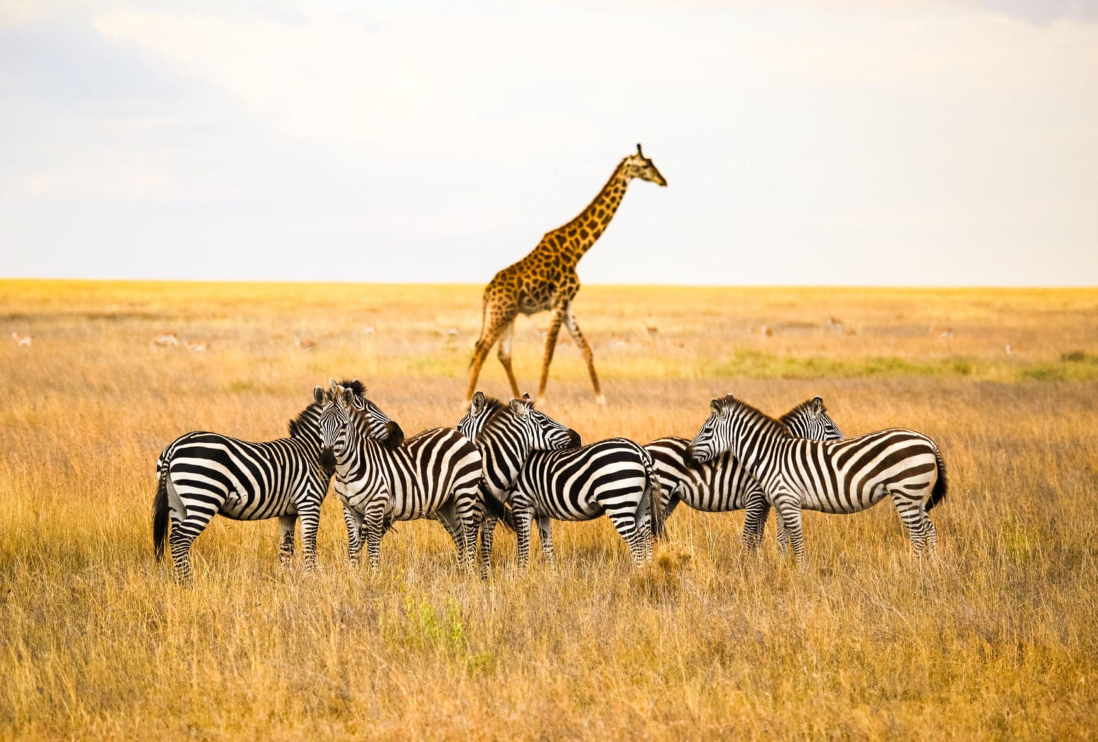 Safari holidays to Tanzania