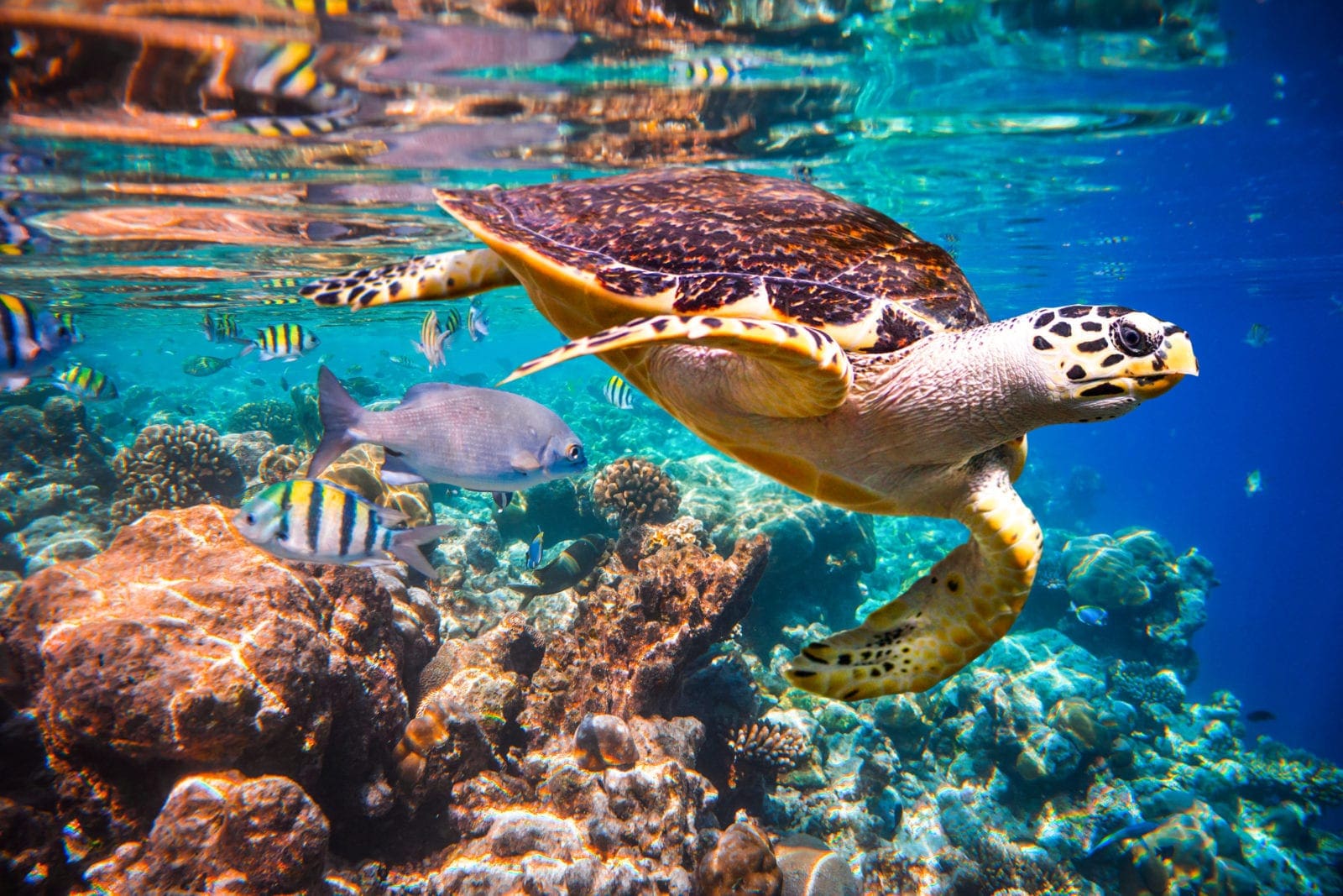 Maldives Holidays