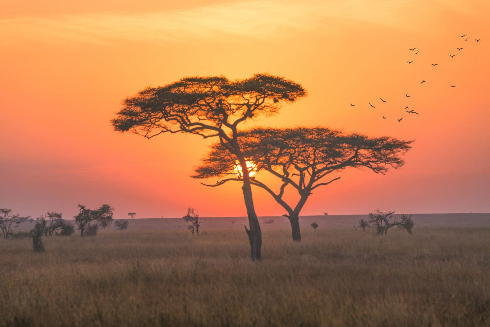 Safari holidays to Tanzania