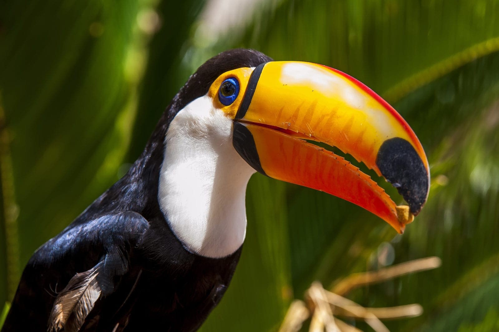 Toucan in Brazil