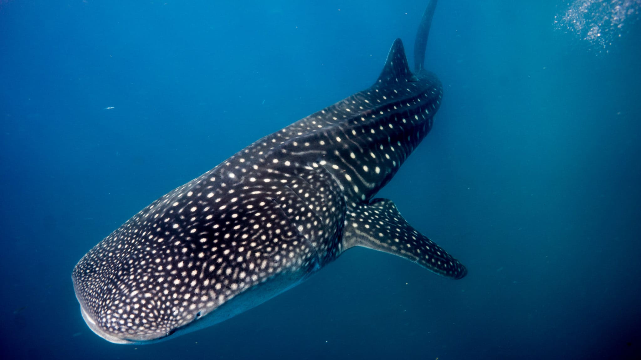 Whale Shark, Mozambique