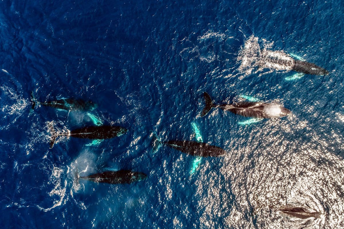 Aerial view of a pod of whales - Bermuda Tourism/Conor Outerbridge