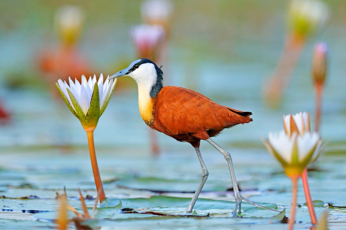 African jacana wading in the shallow waters of the Okavango Delta