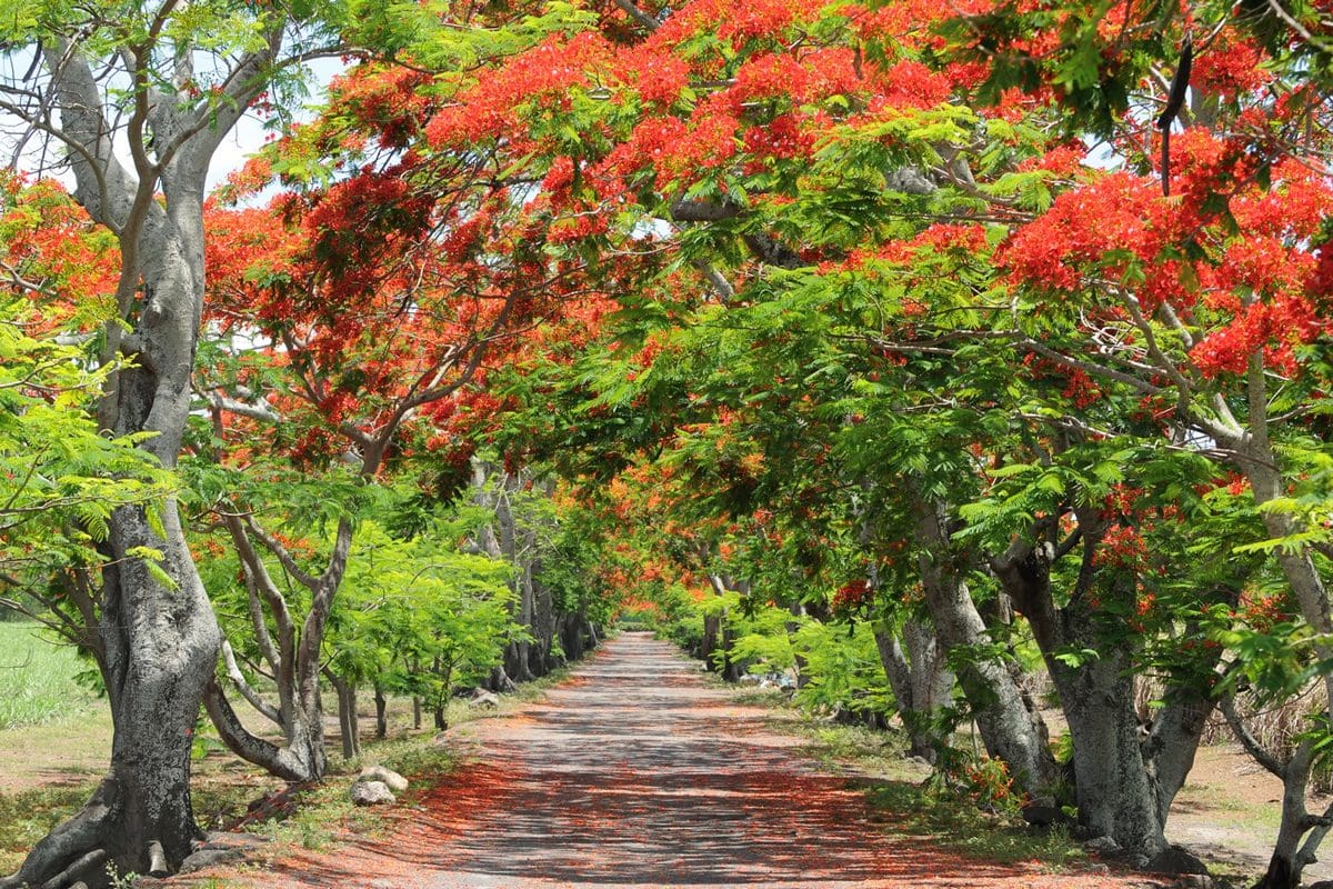 Beautiful tree-lined road - Mauritius Tourism