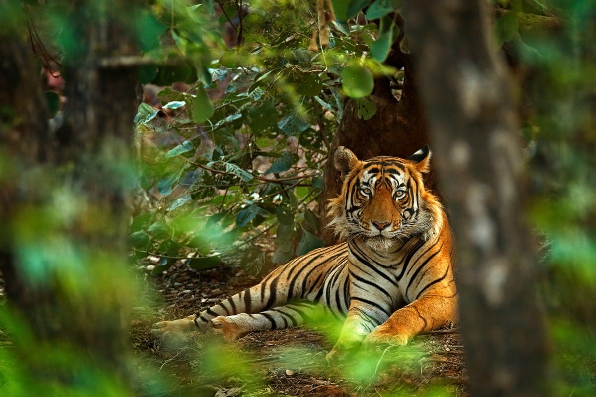 Bengal tiger, India