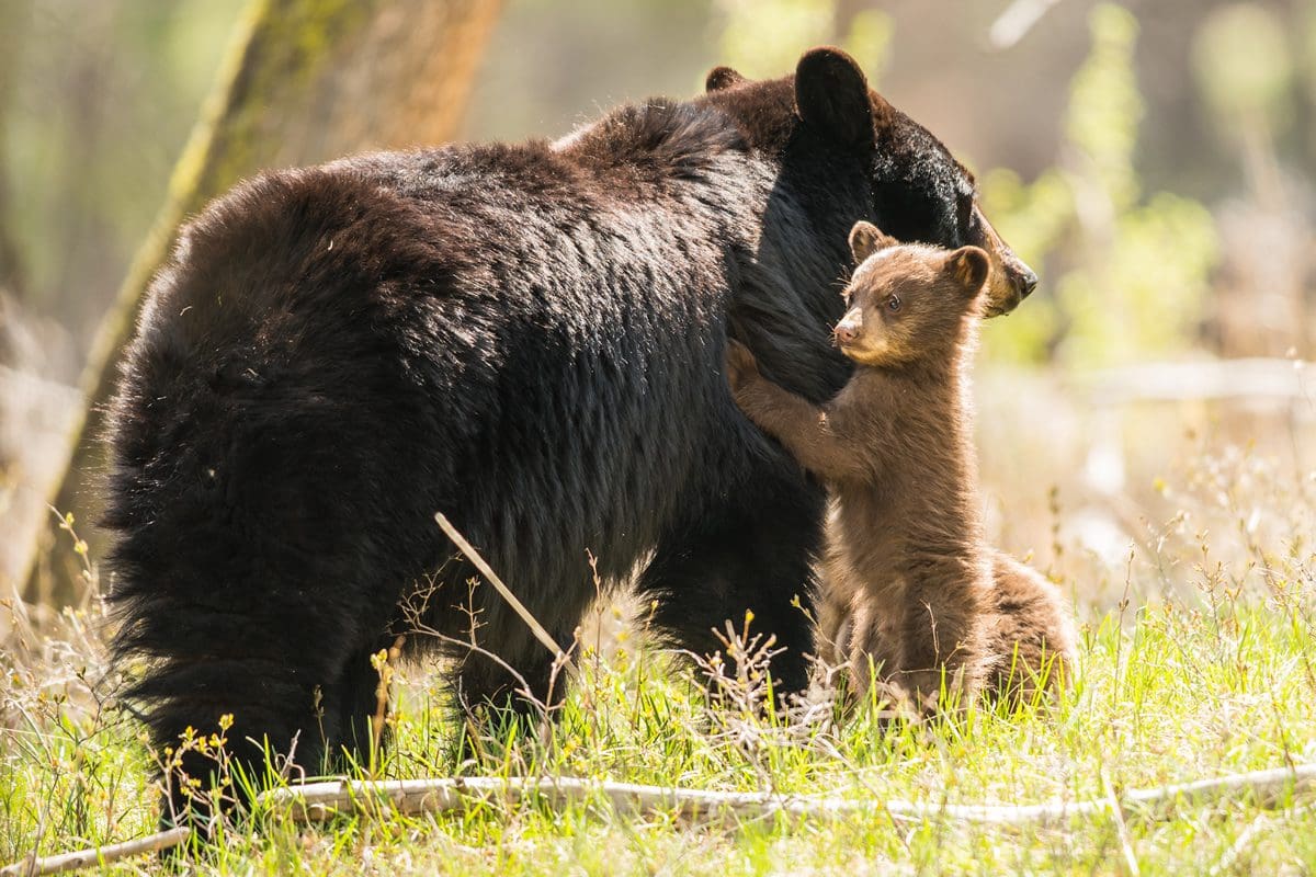 Black mother bear and cubs in Yellowstone National Park