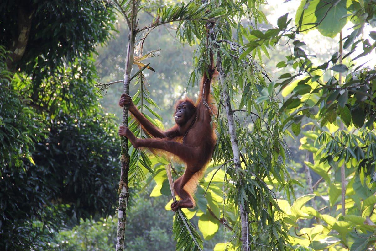 Borneo rainforest orangutan