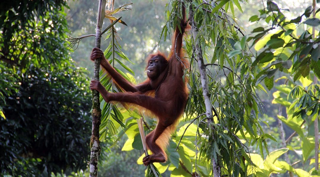Borneo