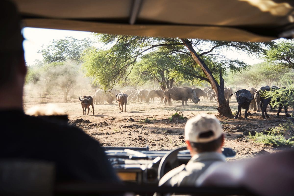 Viewing white rhino and buffalo while on a game drive from Tshukudu Lodge, Hoedspruit - South African Tourism