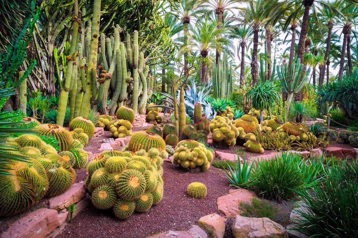 Cactus in El Huerto del Cura Botanical Gardens, Elche near Alicante