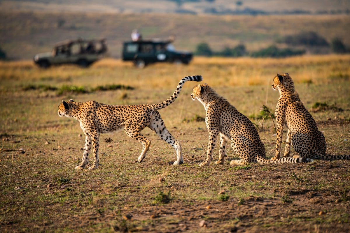 Cheetah family, Maasai Mara, Kenya