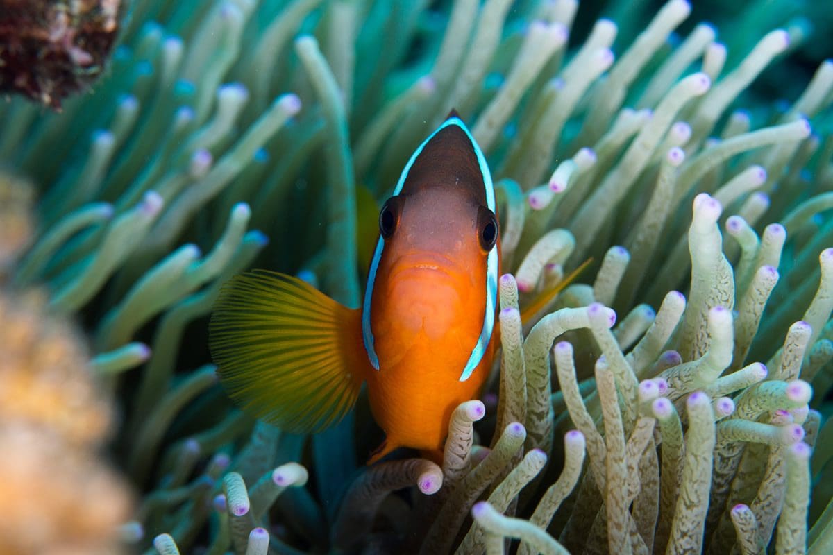 Clown fish in Bligh Waters - Tourism Fiji/Andrea Rothlisberger