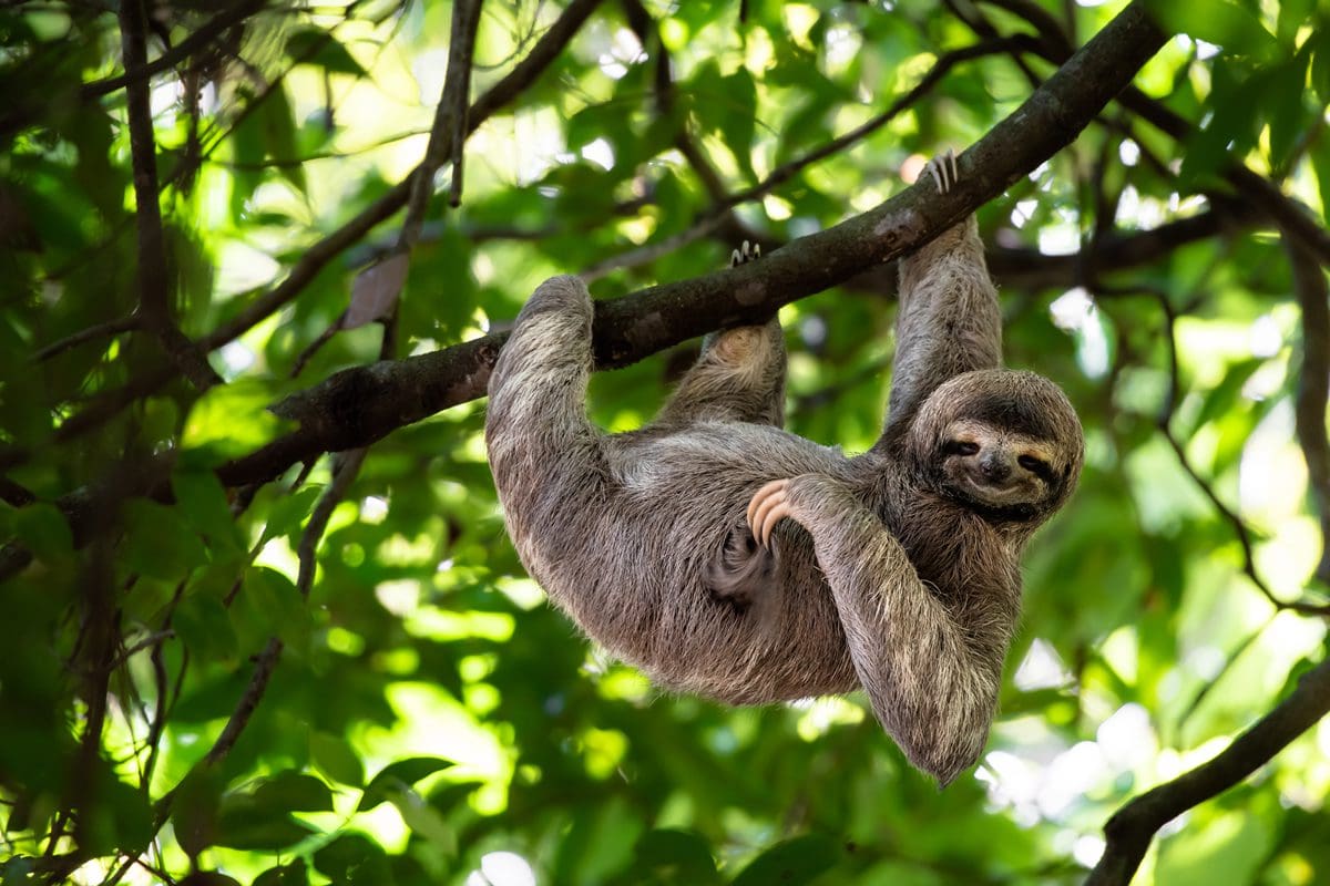 Cute sloth, Costa Rica