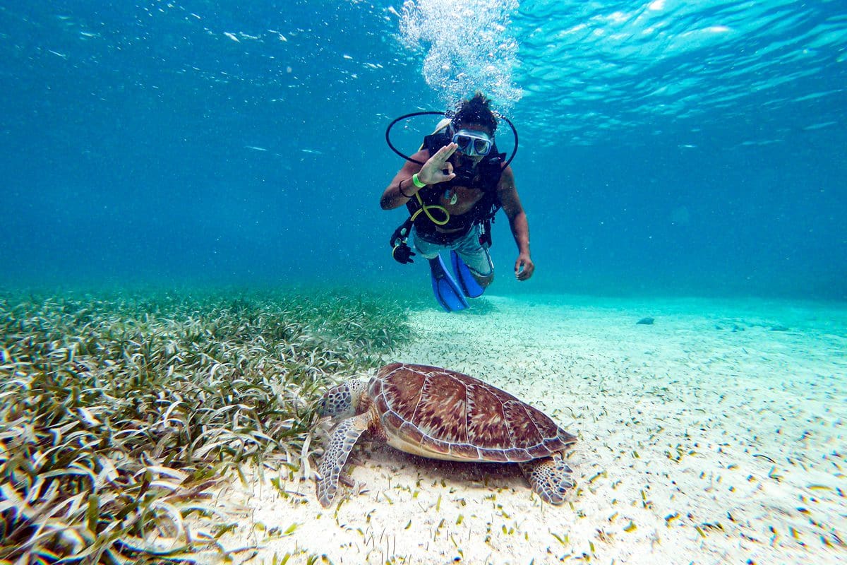 Diving with turtles - Travel Belize