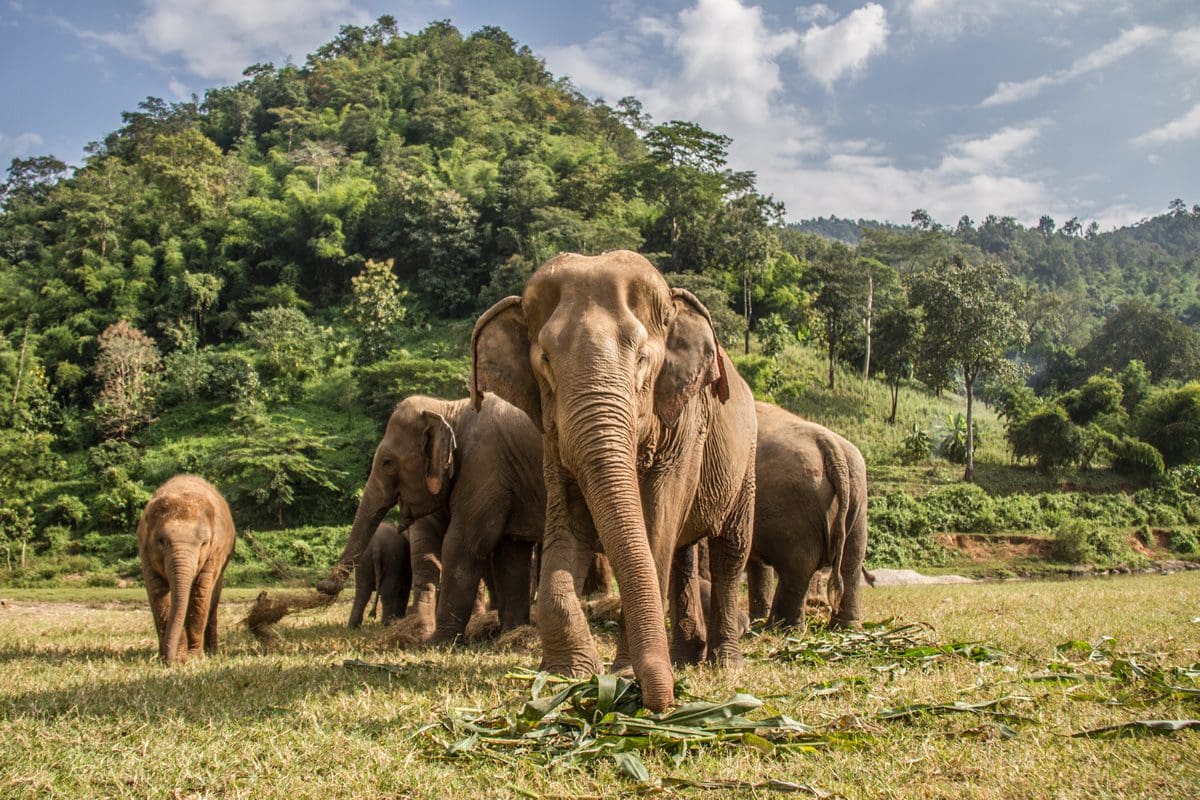 Elephant nature park in Chiang Mai
