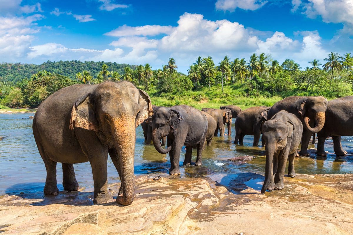 The Elephant Orphanage, Sri Lanka