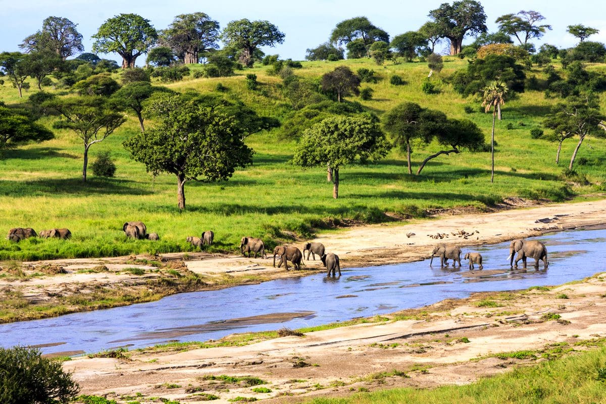 Elephants crossing a river in the Serengeti, Tanzania