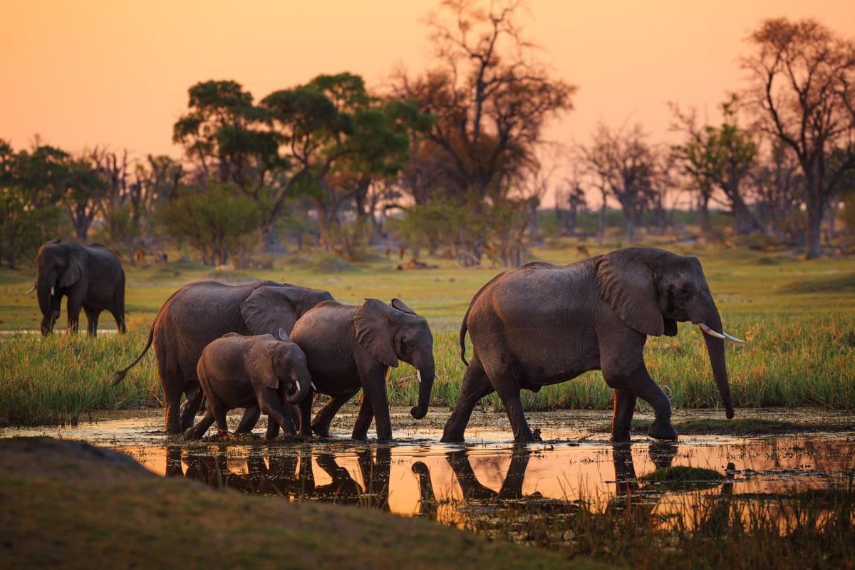 Elephants of Moremi National Park, Botswana