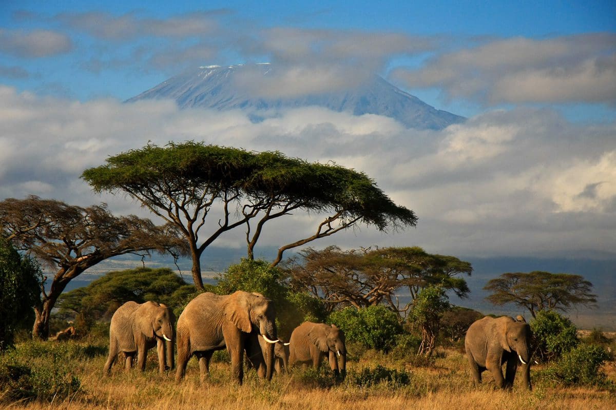 Elephants near Mount Kilimanjaro, Amboseli, Kenya