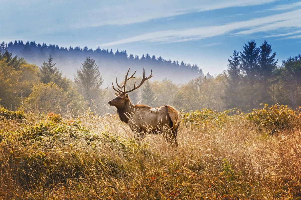 Elk in a Yosemite meadow