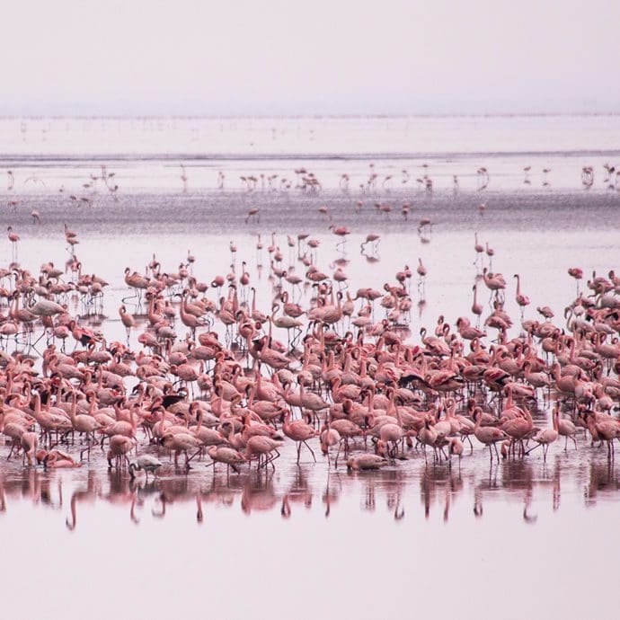 Flamingoes on Lake Manyara, Tanzania