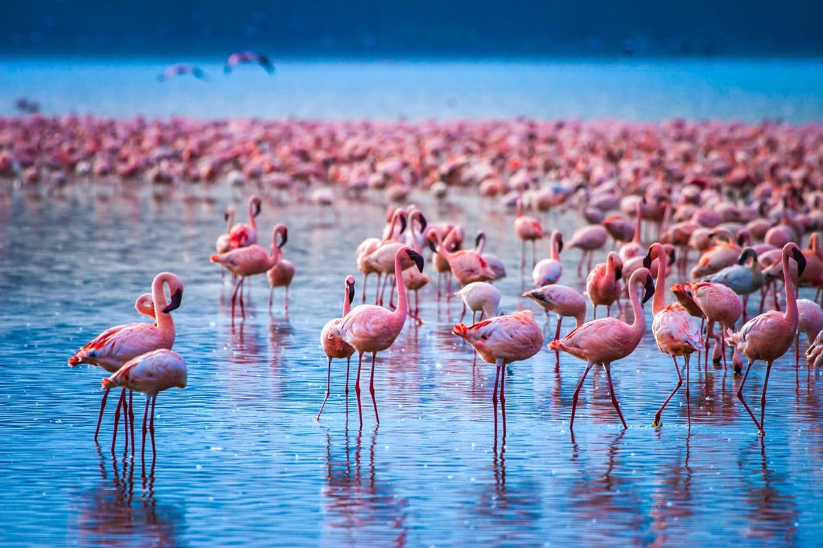 Flamingos in abundance at Lake Nakuru in Kenya