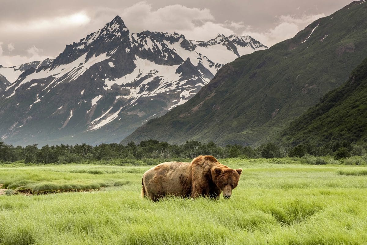 Alaskan grizzly bear