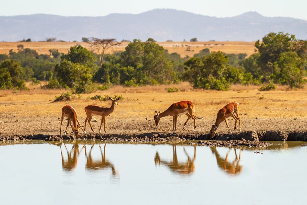 Group of impala in the Ol Pejeta Conservancy, Kenya