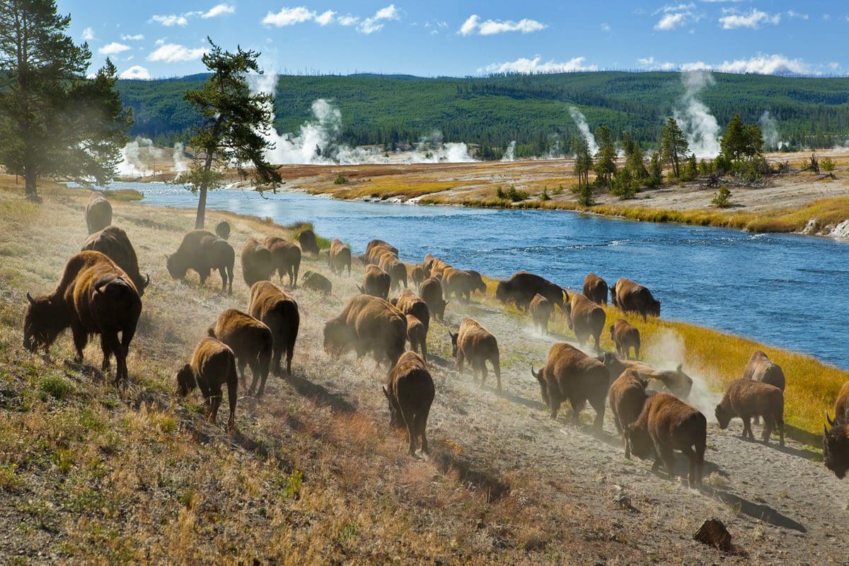Herd of bison at Firehole River, Yellowstone