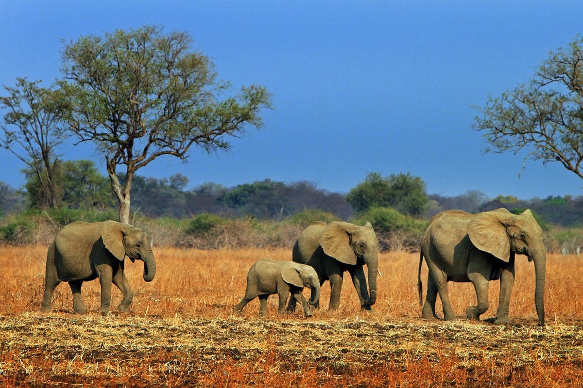 Herd of elephants in South Luangwa National Park, Zambia