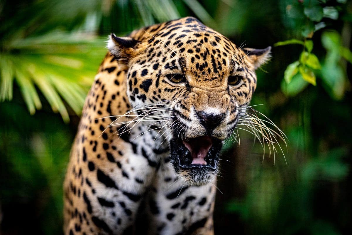 Jaguar up close - Travel Belize