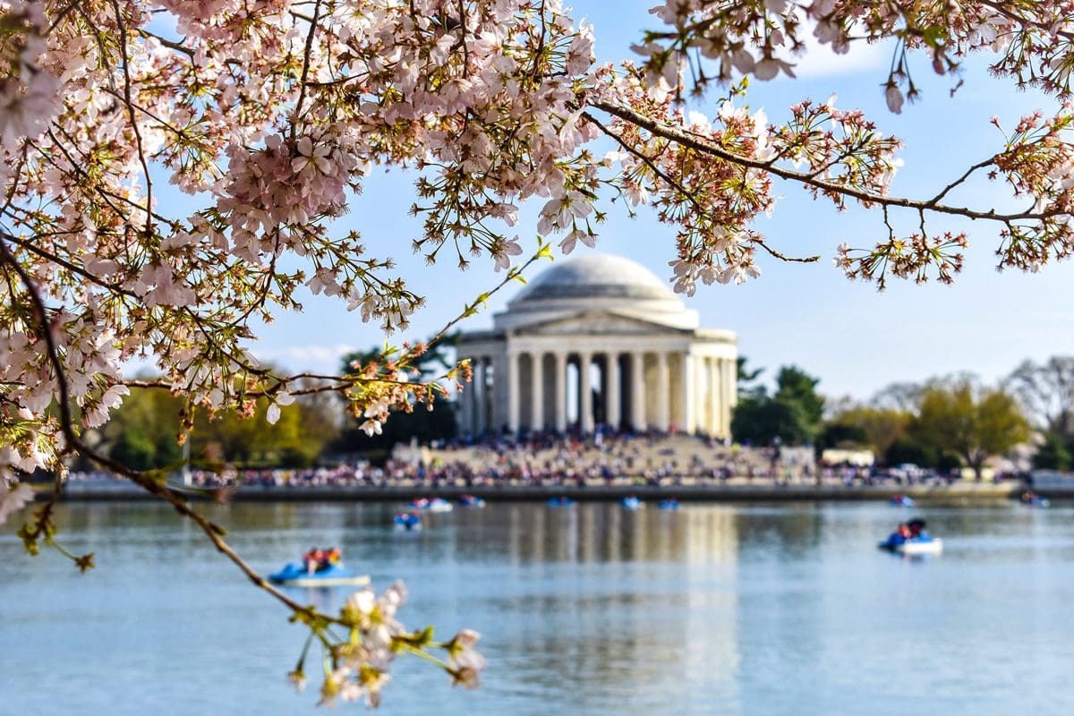 Jefferson Memorial and cherry blossoms - washington.org