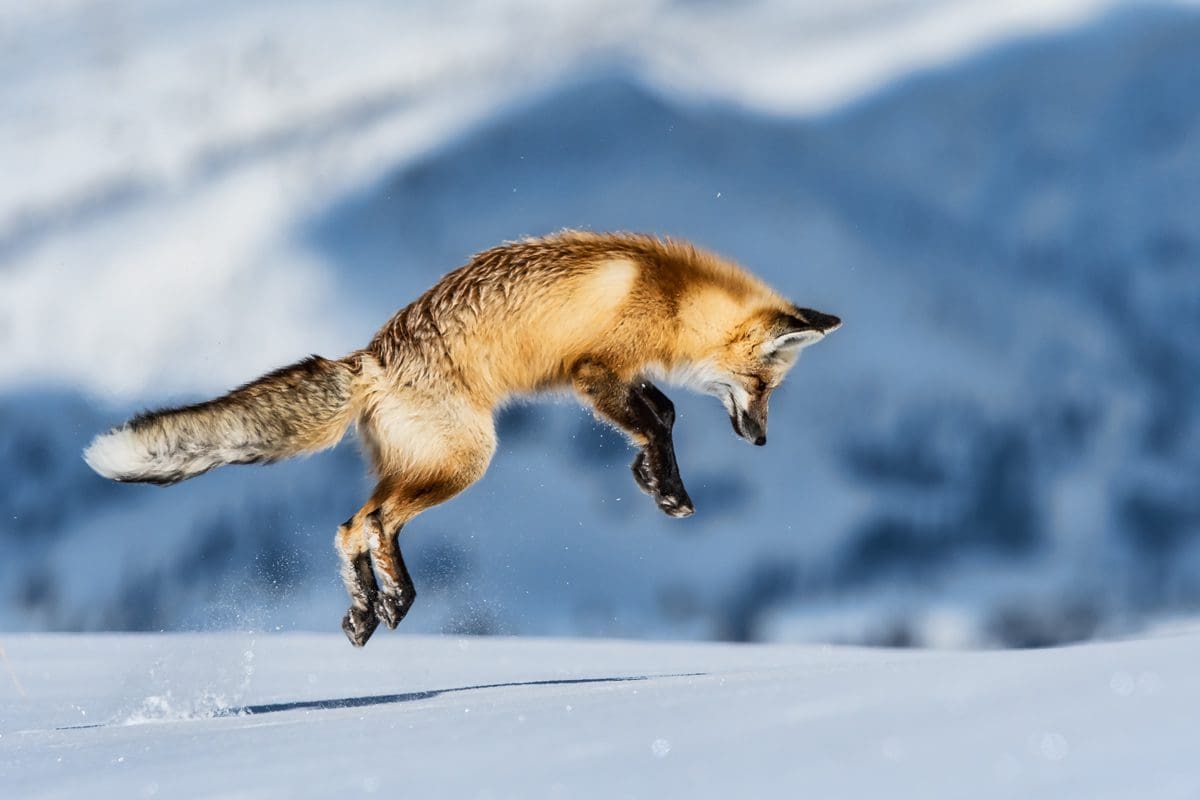Jumping fox in Hayden Valley, Yellowstone