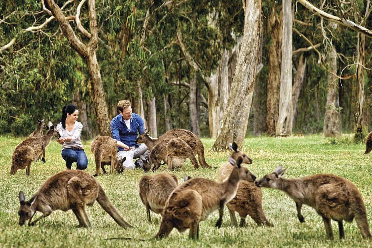 Kangaroo at Cleland Wildlife Park, Adelaide Hills - South Australian Tourism Commission