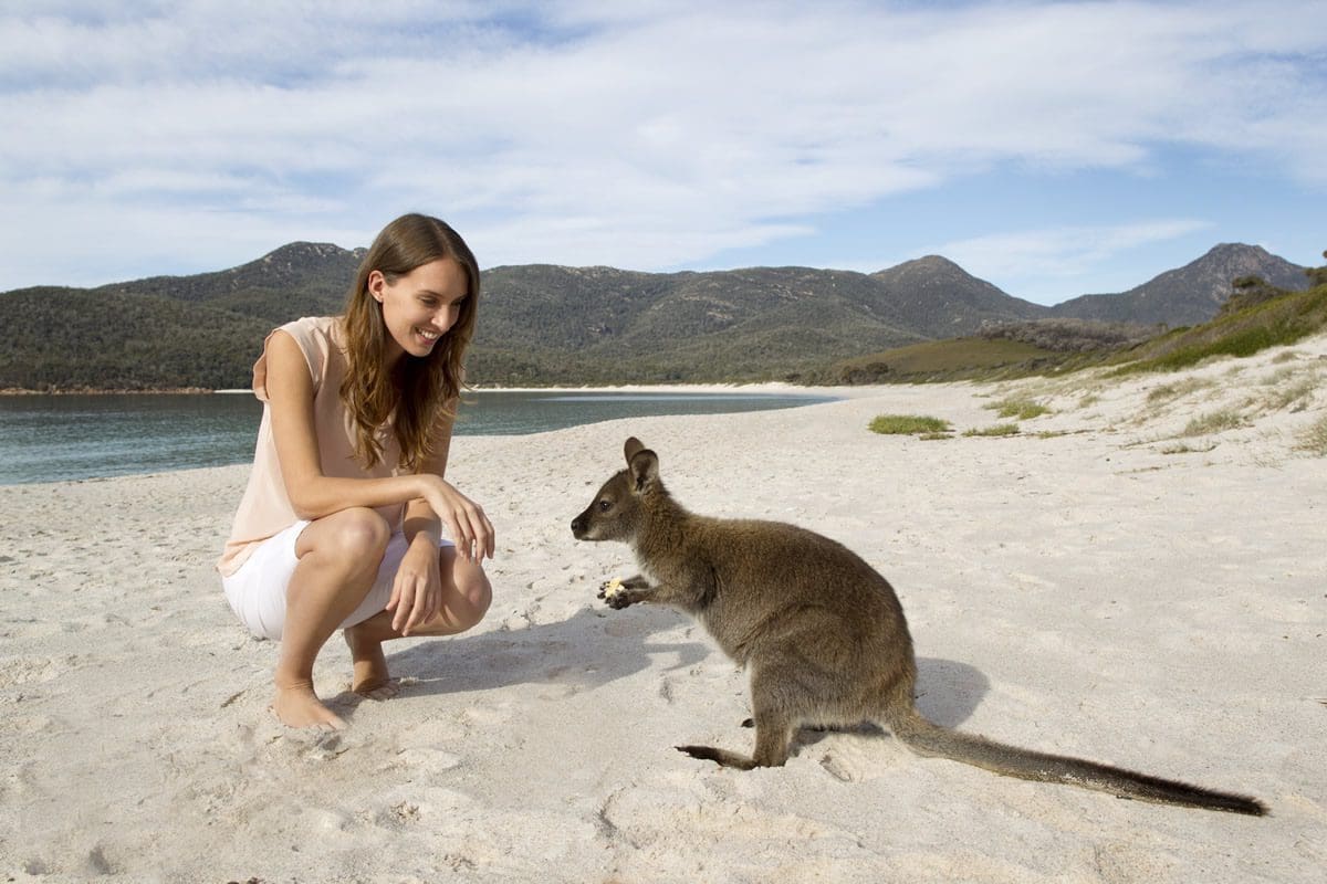 Making friends with a kangaroo on Wineglass Bay Beach in Freycinet, Tasmania - Tourism Australia