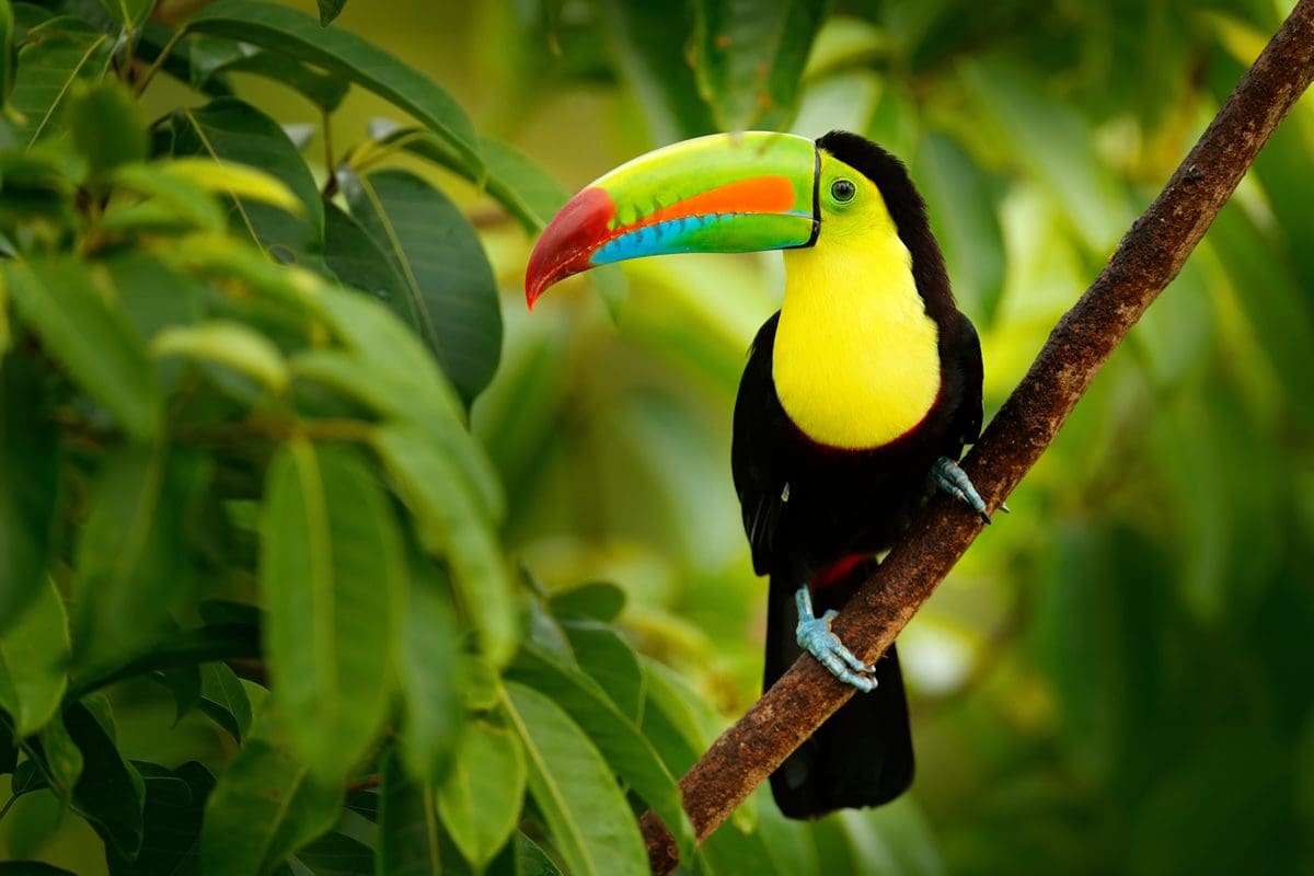 Keelbilled Toucan Costa Rica