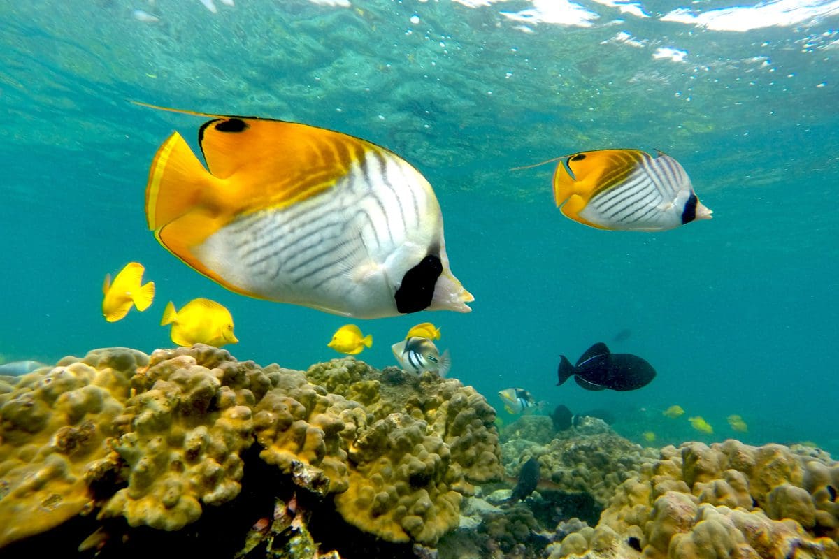 Kikakapu fish in the waters off Hawaii island - Hawaii Tourism Authority