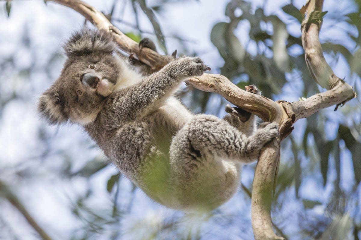 Koala - Hanson Bay Wildlife Sanctuary