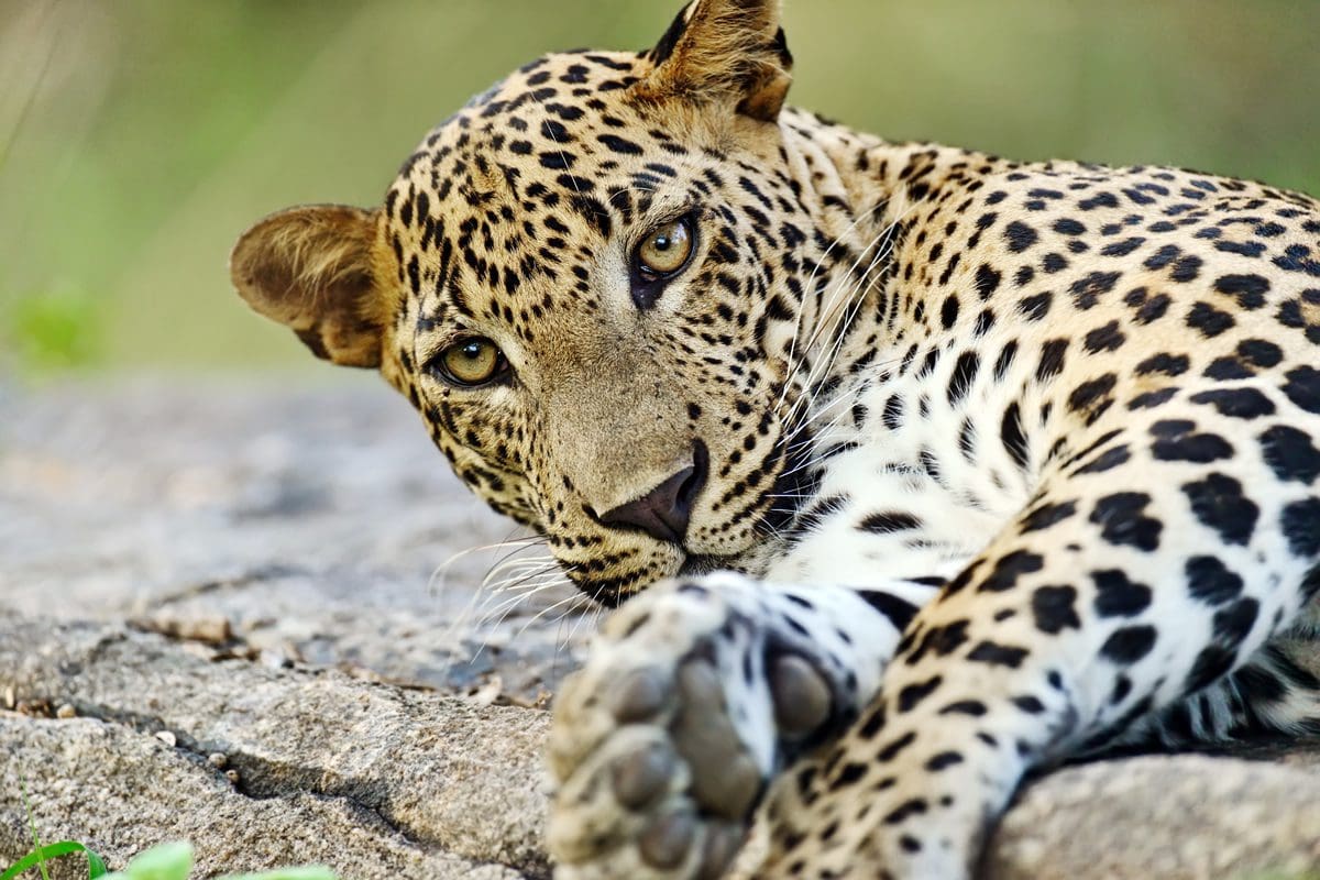 Leopard in the wilds of Sri Lanka