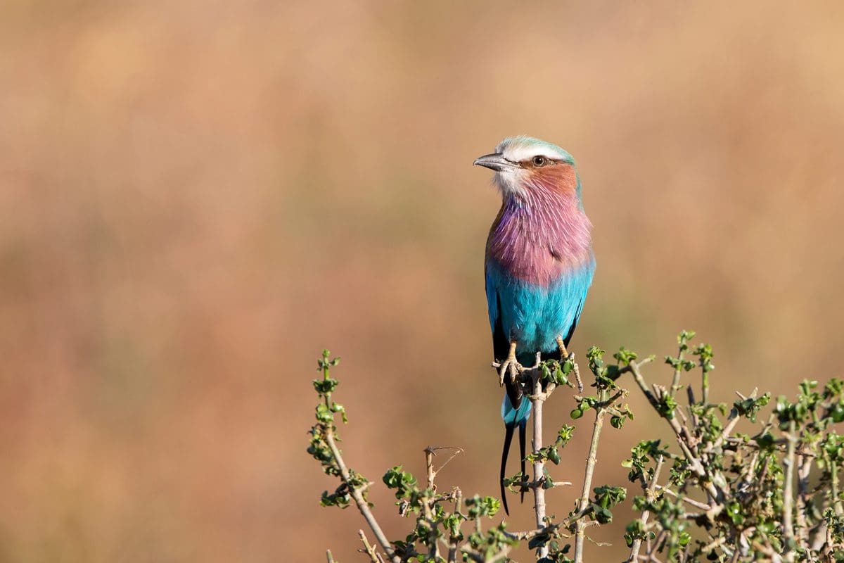 Lilac-breasted roller, Zambia