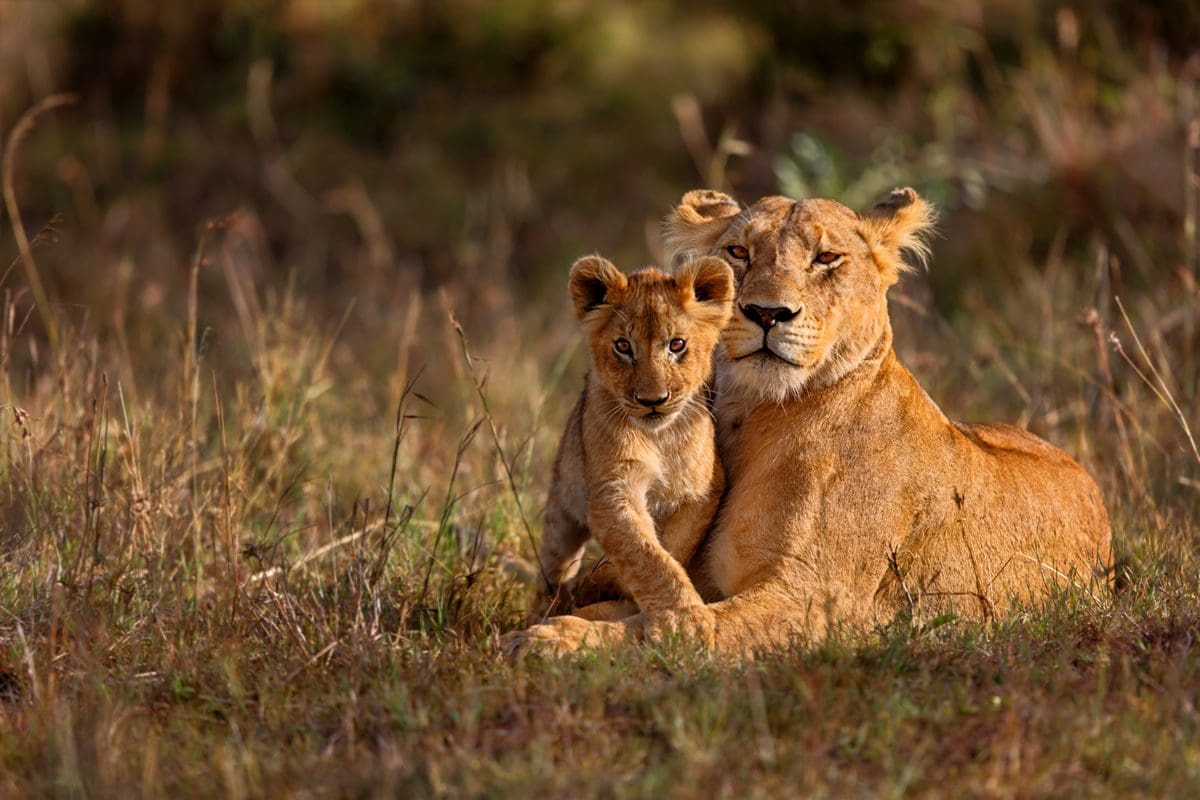 Lion and cub, Maasai Mara Reserve in Kenya