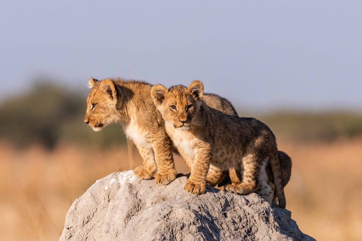 Lion cubs, Botswana
