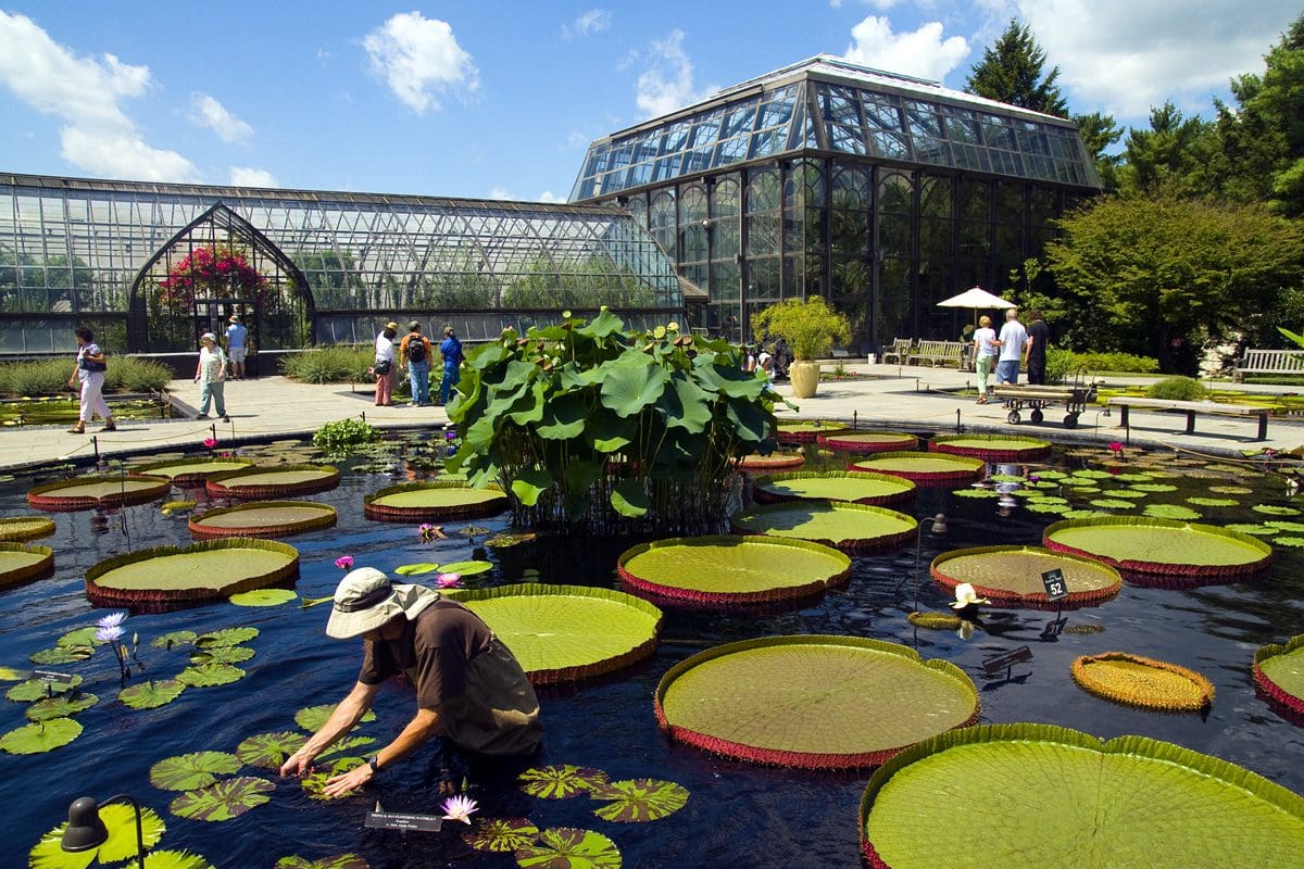 Longwood Gardens lilipads - Visit Philadelphia/B. Krist