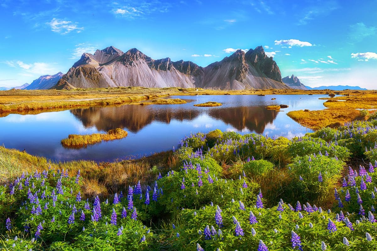 Lupins growing in Stokksnes Cape, Iceland