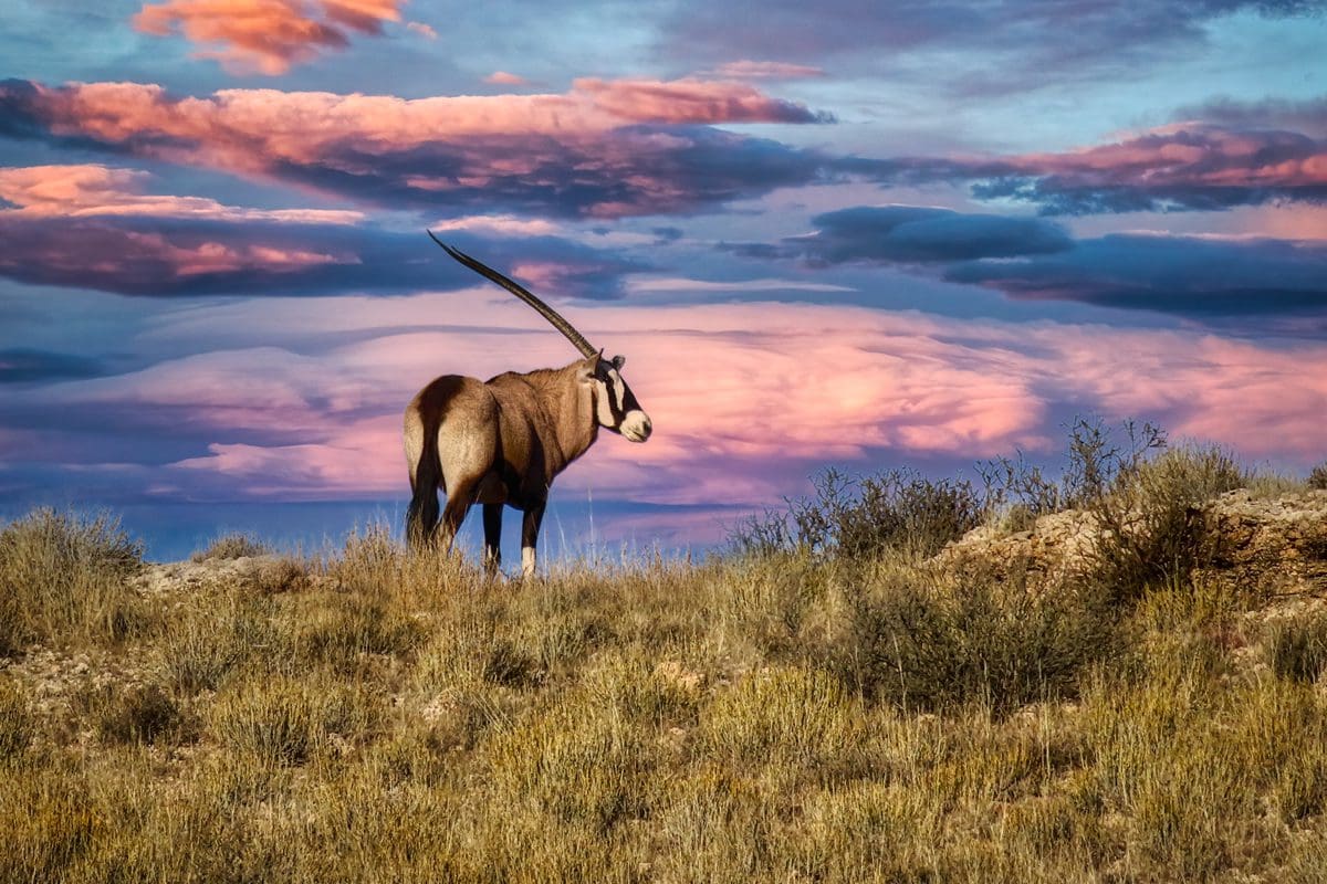 Male oryx, Botswana